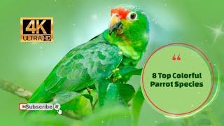 8 Top Colorful Parrot Species 4K