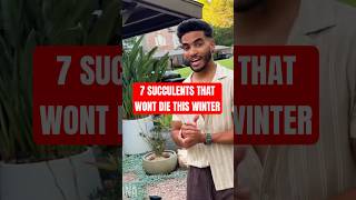 The PERFECT Cold Hardy Succulents You’ve Been Looking For #succulents #desertgarden #plantcare