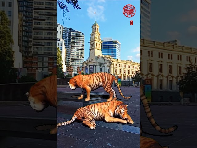 Auckland Town Hall,  Tigers on the street happy year of the Tiger 2022虎年大吉 class=