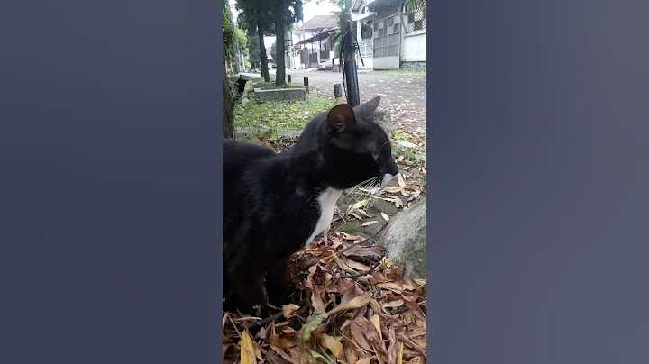 Watch the video about Kucing Jalanan Black Cat Persian Cats Baby Animals Baby Sharks Animal || Kucing #shorts