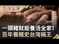 一頭豬就能養活全家！細數百年養豬史台灣稱王｜呂捷 張齡予主持｜【呂讀台灣完整版】20191201|三立新聞台