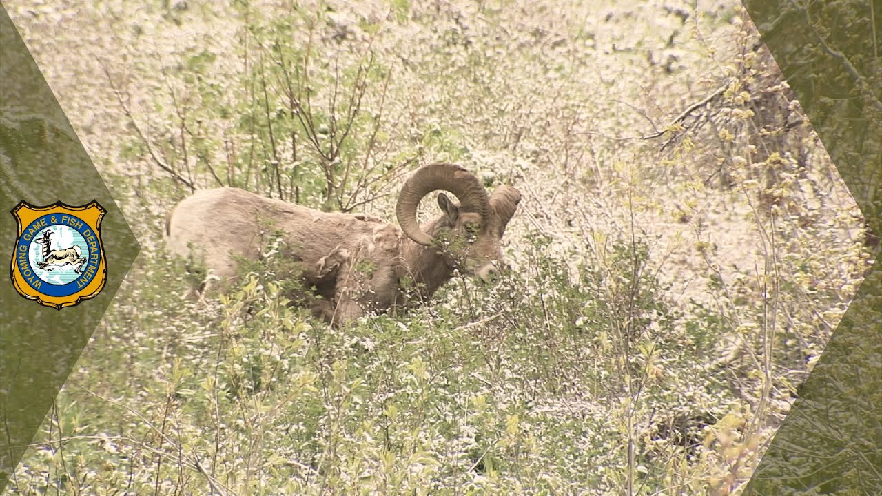 Devil's Canyon Bighorn Sheep Deaths YouTube