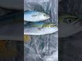 久しぶりの釣り!ブリの1〜2年魚イナダ40-50cmを釣り上げる!静岡県伊豆半島の西伊豆、旧戸田村の戸田港の貸しボートセピアにて