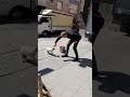 Turkish Man Breaks Up Fight Between Cats