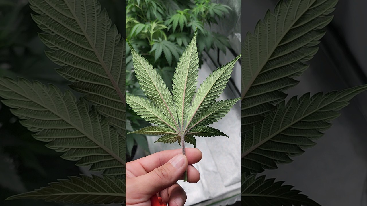 Insane Detail from Gold Leaf Nutrients 