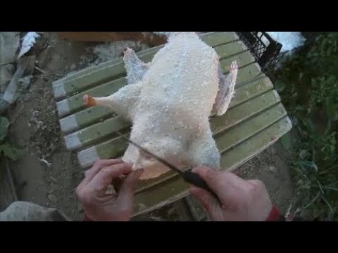Video: Bir ördek Nasıl Hızlı Bir şekilde Koparılır