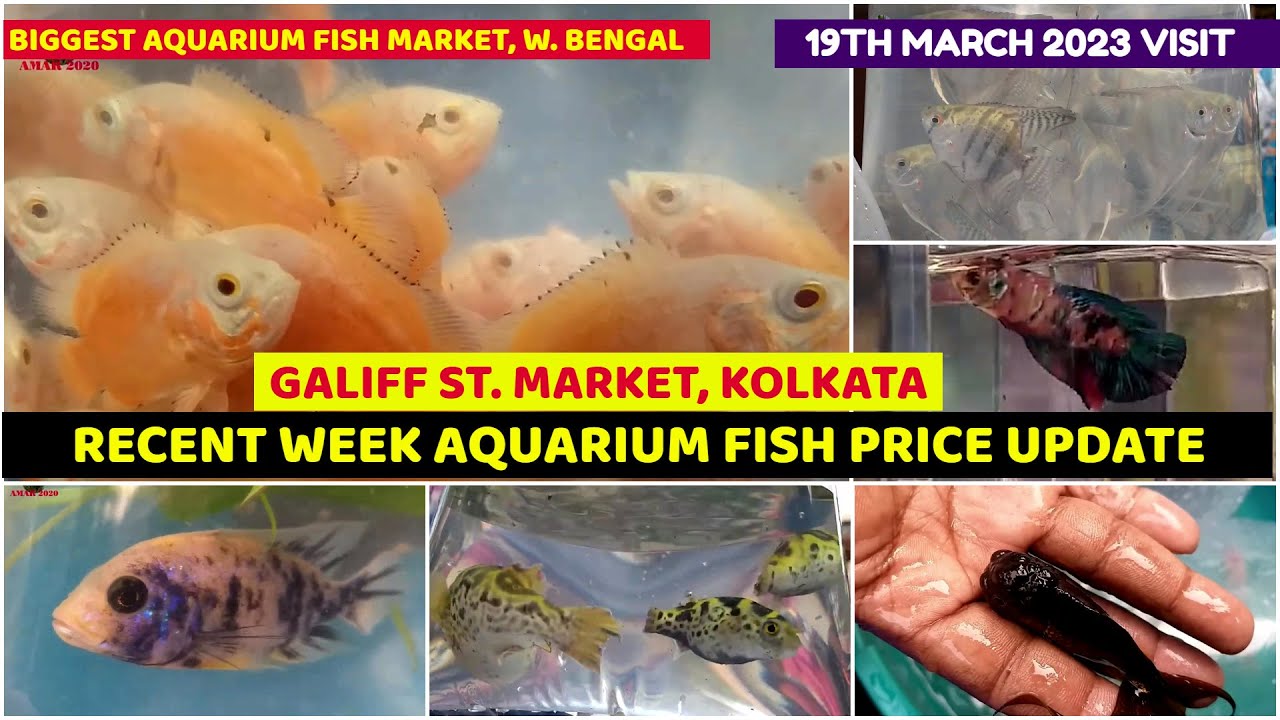 Current Week Aquarium Fish Price Update Galiff Street Cheapest