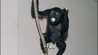 Bad Taxidermy Wealth