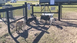 212024 Shelter Dog Playgroup With Jules, Cardi B, Honey Bear, Mousse, Mia, Potter & Pitty Pat
