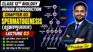 permatogenesis (शुक्राणुजनन) Full Chapter | Class 12 Biology Chapter 03 | Lecture 03