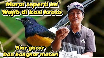 MANFAAT KROTO UNTUK MURAI BATU ‼️ by Sarjana murai 🔥
