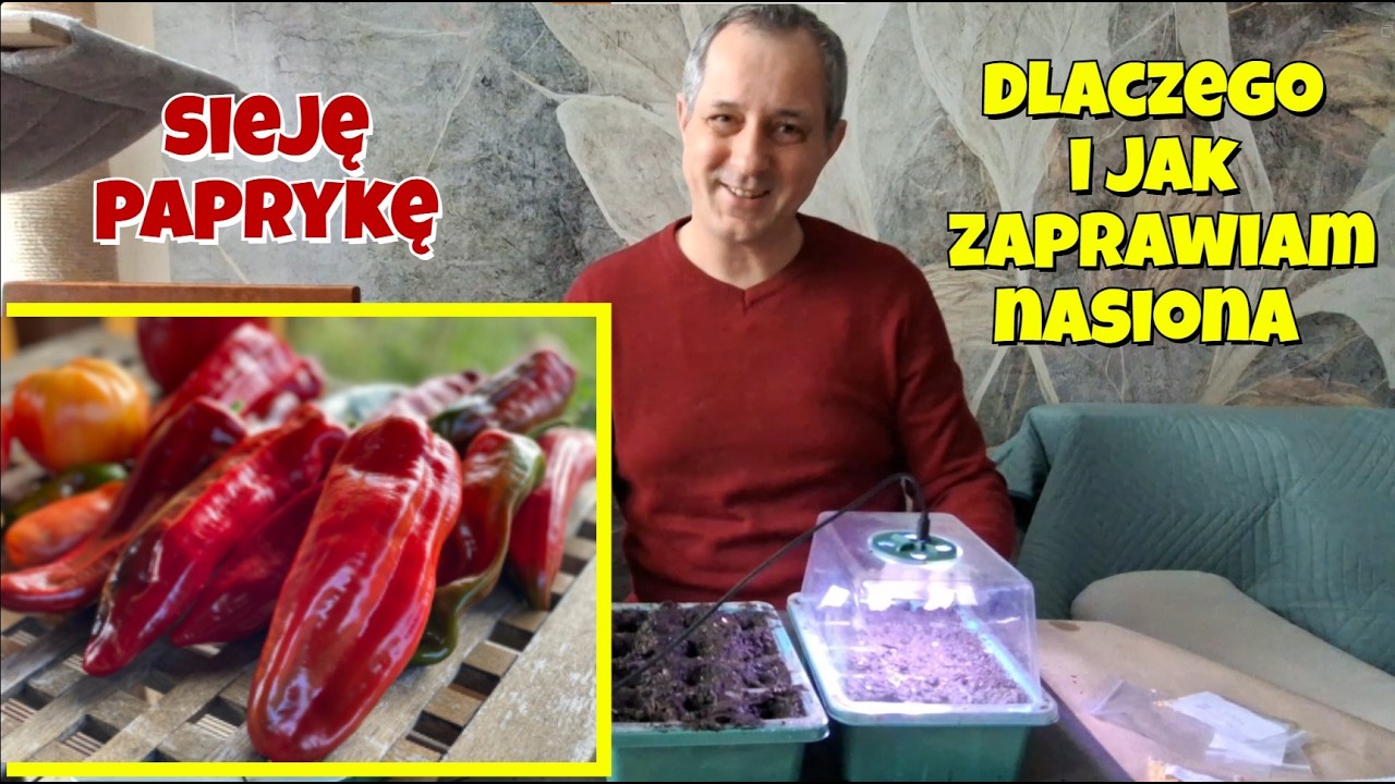 Sianie papryki - co daje zaprawianie nasion i jak to robię. Ile światła zapewnić  żeby zdrowo rosły.