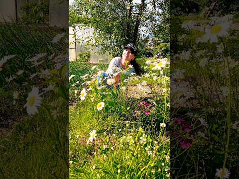 ПРИВЕТ, РОМАШКИ! 🌼На природе, во саду ли в огороде☺ 🌞🌿🍃 Отмечаем день рождения🎂🎉🎁