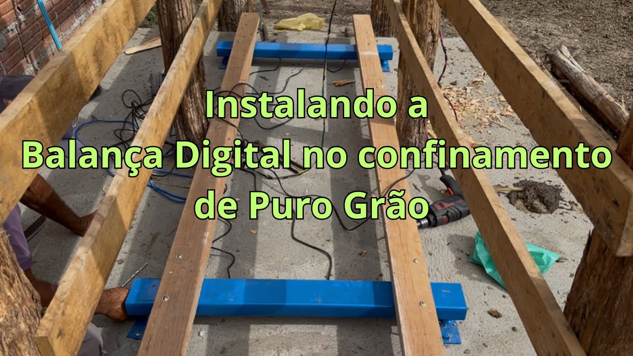 Colocando a Balança Digital no confinamento de Puro Grão 