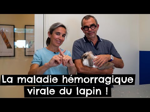 Vidéo: Maladies Courantes Chez Les Petits Animaux De Compagnie : Les Lapins