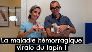 La maladie hémorragique virale du lapin ! 🐰