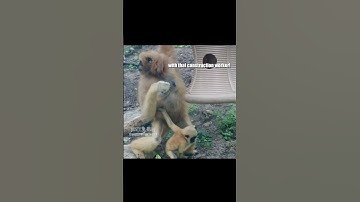 gibbon up 🐒 feat auroralights493 (TT) 🎥: unknown / sanantoniozoo (TT), #shorts