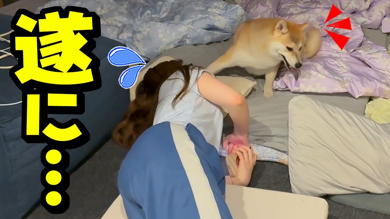 Finally, the day came when my Shiba Inu surpassed my daughter