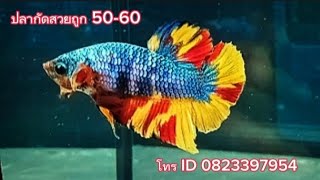 ปลากัดสวยถูก#betta #ฝากกดติดตาม #เรามาเป็นเพื่อนกันเถอะ