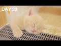 Baby Kittens Lost The Fight Against Sleep - Day 33 @ Baby Kittens Day 1 to Day 100 Lucky Paws Vlogs