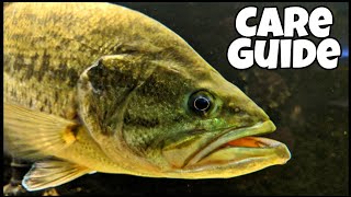 How To Raise Pet Bass! Largemouth Bass Aquarium!