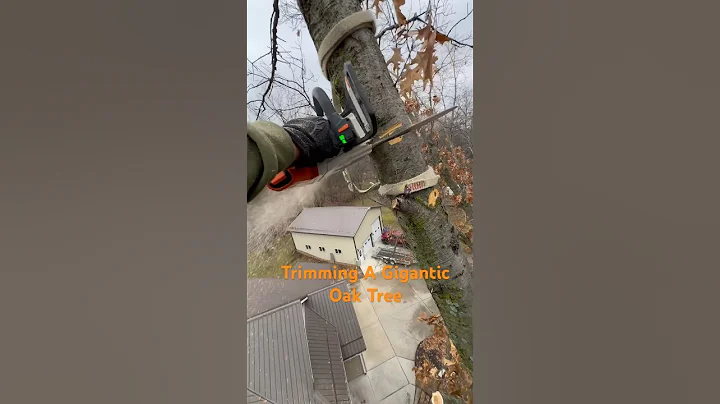 Trimming A Gigantic Oak Next To A House #youtubeshorts #firewood #arborist #oak