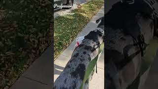 Great Dane Carrying Poop
