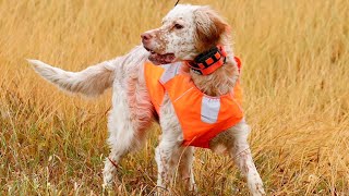 Beirl’s English setters Pheasant  #birdhunting #englishsetter #huntingdog