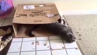 Gary the cat box attack