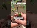 4/8ミニトマトの植付け　斜めに倒して植付けする理由　植付け方法で収穫量が大きく違います