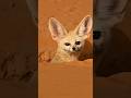 Fennec Fox || World's Smallest Dog #facticmine #facts #amazingfacts #didyouknowfacts