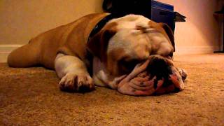 George the bulldog snoring