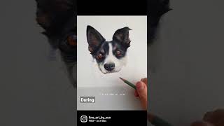 Drawing a Border Collie with Coloured Pencils #shorts #drawing #cute #dog #art #bordercollie Drawing a Border Collie with Coloured Pencils #shorts #drawing #cute #dog #art #bordercollie