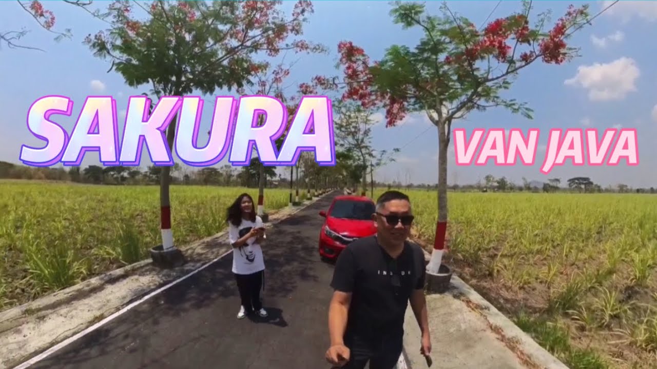 Sakura Java WOW !! SAKURA VAN JAVA || ada di Klaten || #Desa #klaten #travel #4k # ...