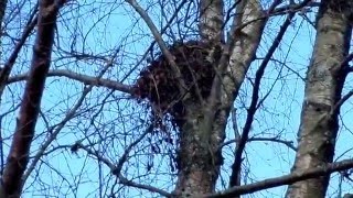 Nature  Insights - A Grey Squirrel Drey