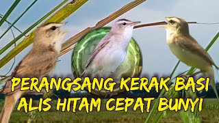 Pancing kerak basi ombyokan dan muda hutan cepat bunyi