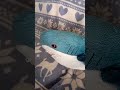 #ikea I have the same shark at home