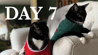 Dashing Through the Garden: Vlogmas Day 7
Today is a relaxed day of working, gardening, grocery shopping, and cooking! Thank you for watching!
Instagram: @jaclynsalem and @jaclynisgardening
MUSIC:
Oh Little Town of Bethlehem Instrumental Jazz - YouTube Music
I Saw Three Ships - Ben DeVries
Santa Claus Forgot Me - Rene Wilson
Christmas Time - Will Heikoop Dashing Through the Garden: Vlogmas Day 7