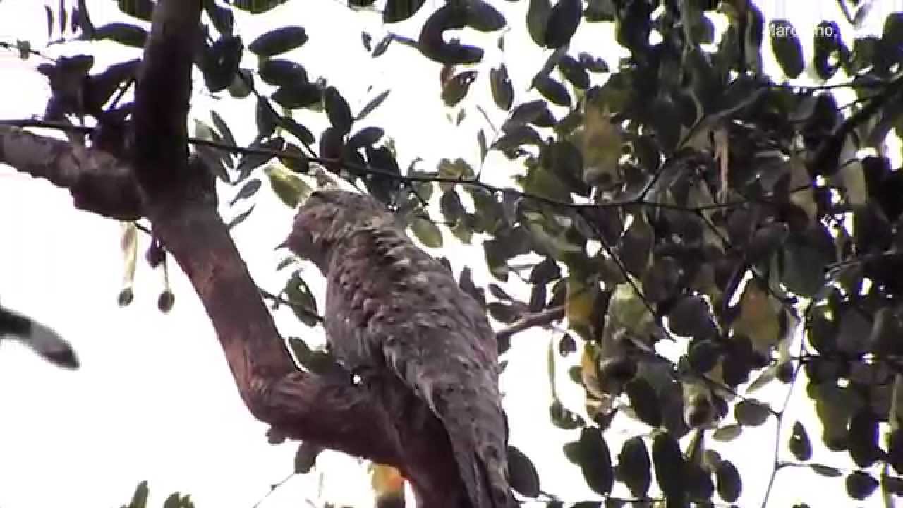Aves do Brasil: Mãe da lua gigante - Great Potoo - Nyctibius grandis