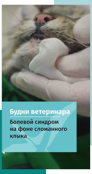 Кот сломал клык - YouTube