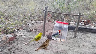 Como Fazer Armadilha Simples Para Pegar Parinho How To Make A Simple Bird Trap