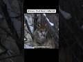 Chernobyl Wolves Can Resist Cancer