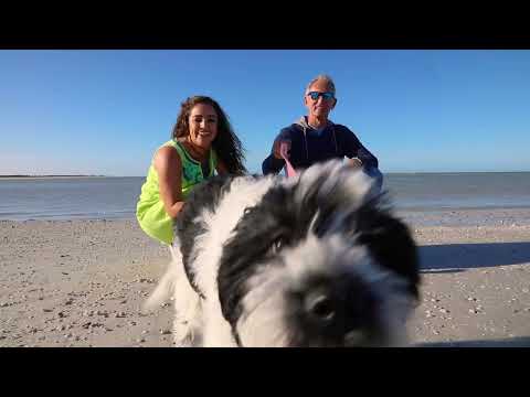 Local Community: Charming Dunedin, Florida's FAVORITE small town