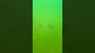 I Saw a Nice Bass in the Lake!