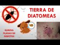 Tierra de Diatomeas INSECTICIDA NATURAL || Elimina CUCARACHAS Y CHINCHES❌