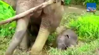 An adorable video of a mother elephant helping her newborn calf