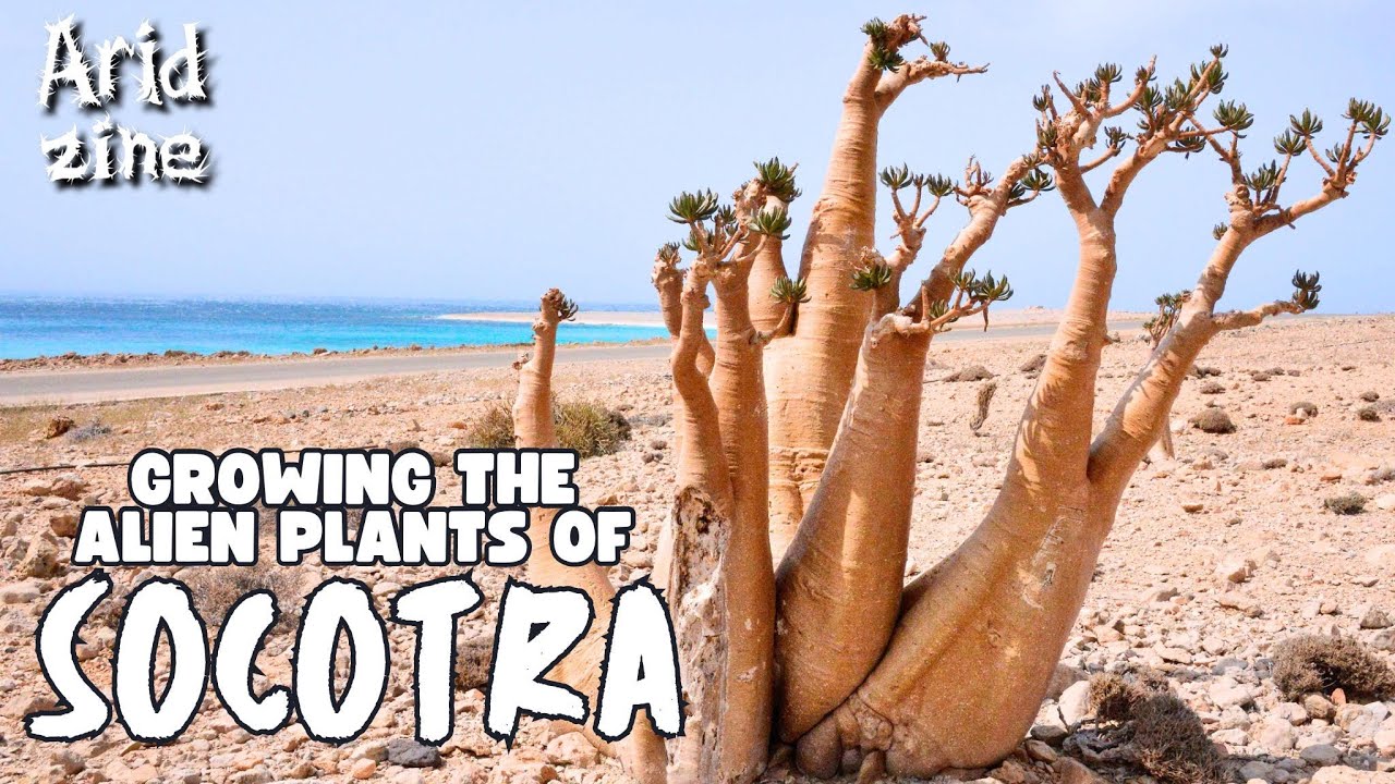 Чужеродные растения Сокотры: путешествие в мир странностей и чудес