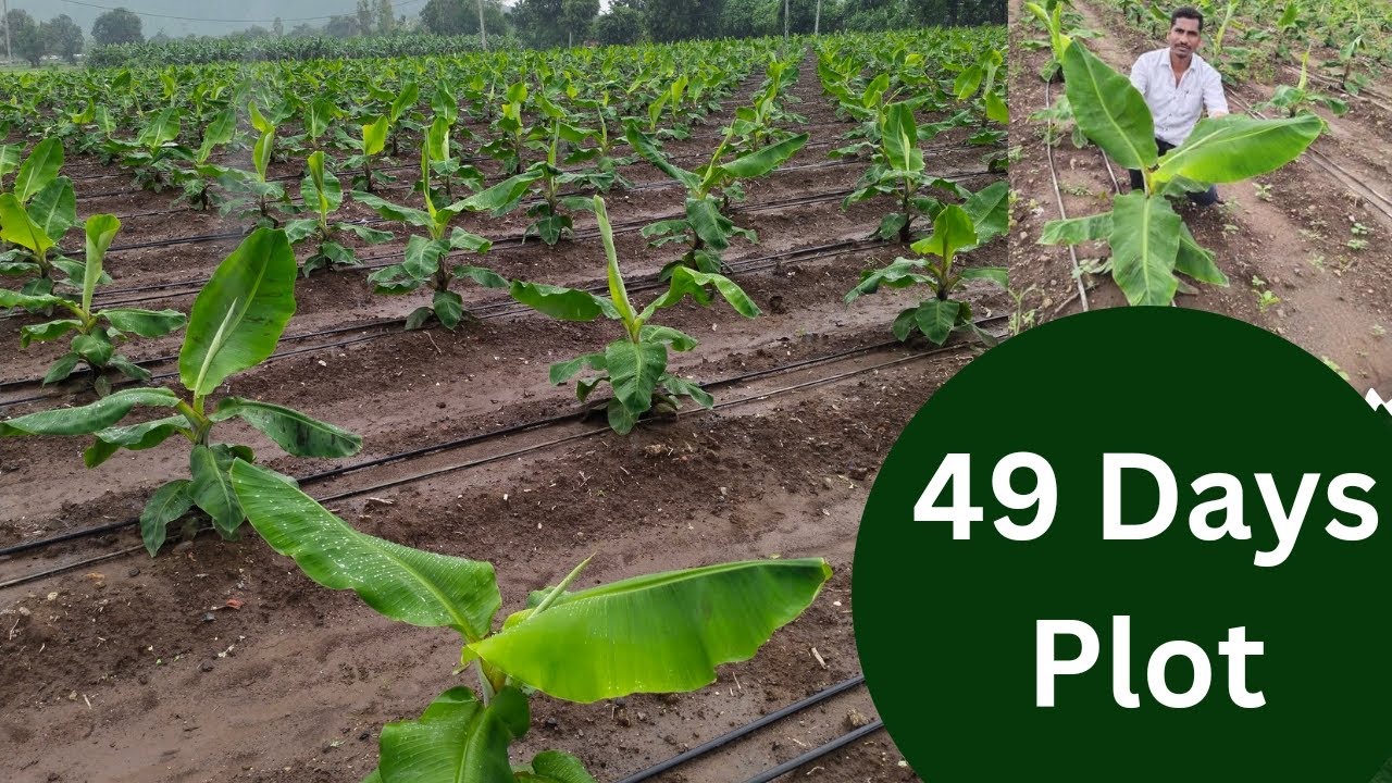 49 Days Plot | पोंगा भरनी करने के बाद हुआ ये ग्रोथ | 9978686940