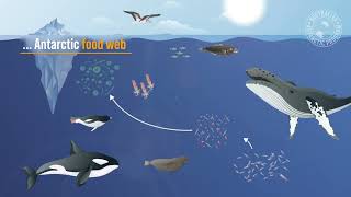 Antarctic Food Web