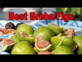 2021 Best Breba Figs in Seattle - Fig Tasting Meetup